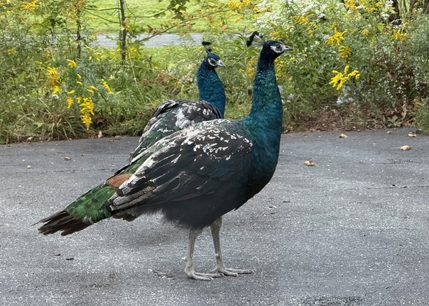 The resident peacocks